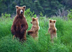 Brown Bears Katmai Shutterstock 05042016